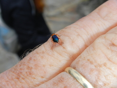 Ascolhedybius hirtus