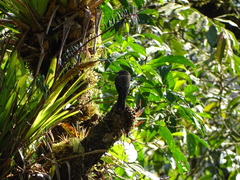 Myiotheretes fumigatus