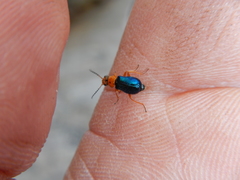 Ascolhedybius hirtus