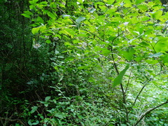 Cornus × arnoldiana