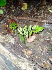 Cystopteris protrusa