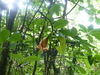 Costa Rican Chalice Vine - Photo (c) Nate Hartley, some rights reserved (CC BY-NC), uploaded by Nate Hartley