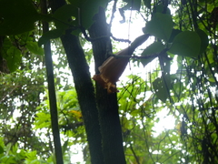 Solandra brachycalyx