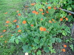 Geum coccineum