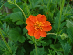 Geum coccineum