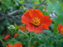 Geum coccineum