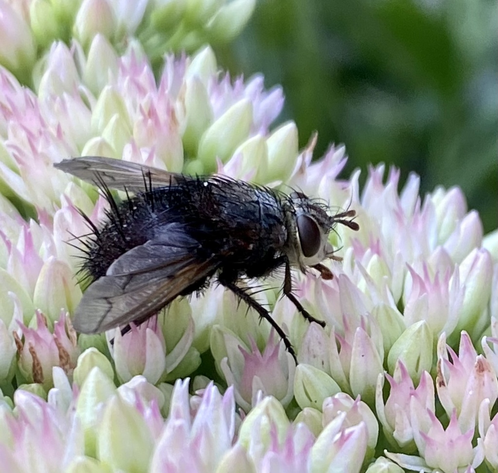 Pararchytas hammondi