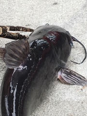 Ameiurus catus
