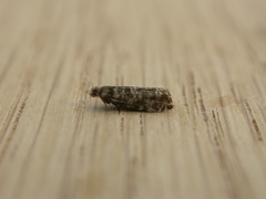 Epinotia tedella