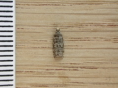 Epinotia tedella