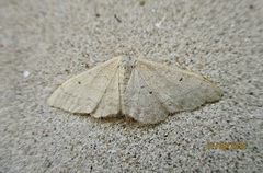 Idaea straminata