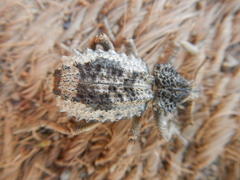 Brachycerus tauriculus