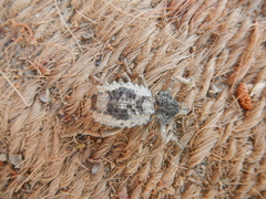 Brachycerus tauriculus