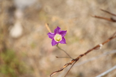 Ipomoea ternifolia leptotoma
