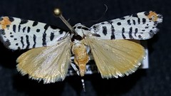 Tarache idella