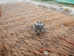 Brachycerus tauriculus