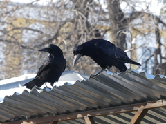 Rook photo 5