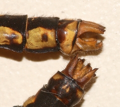 Ophiogomphus mainensis