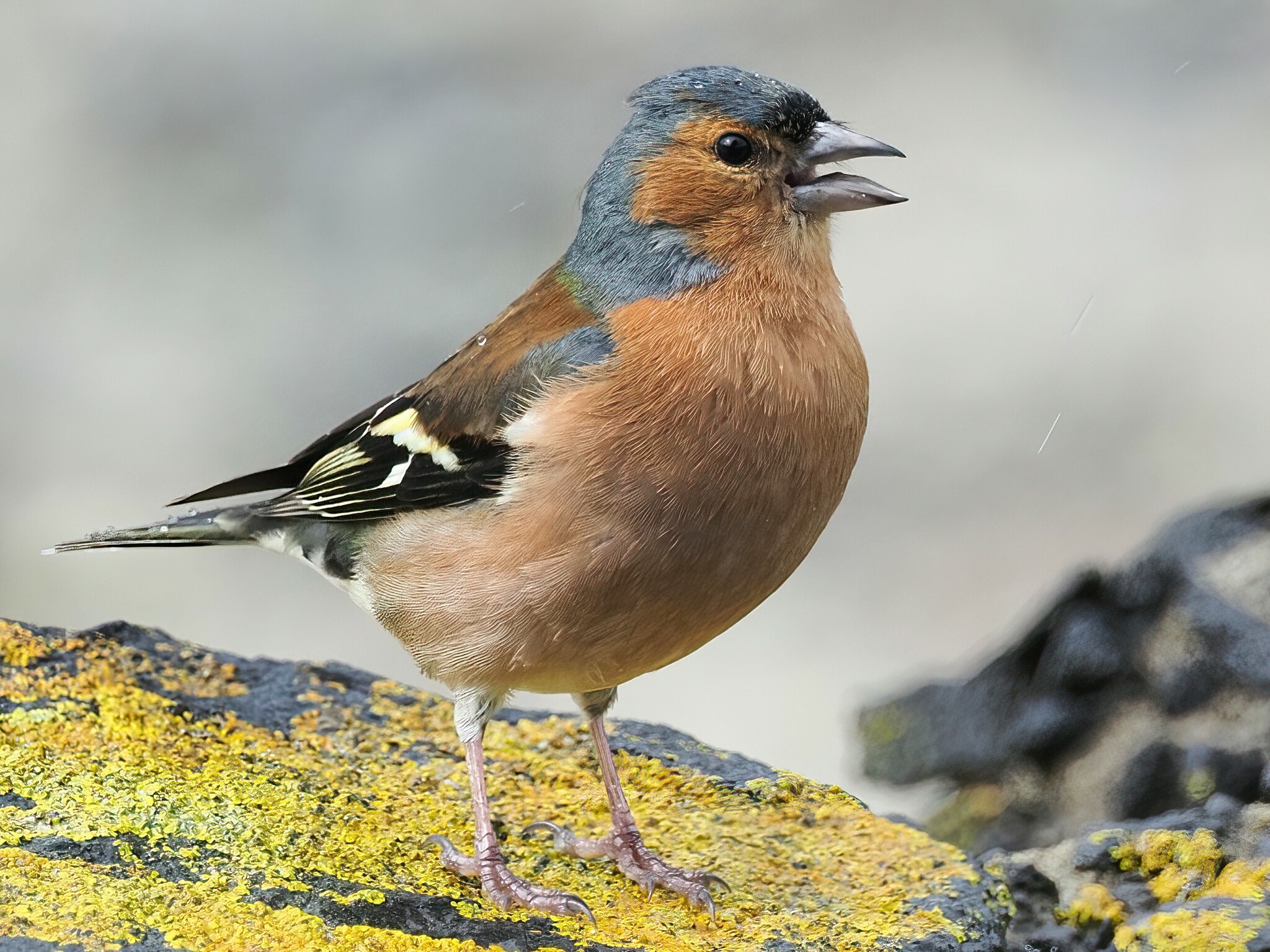 Common Chaffinch (Fringilla coelebs)