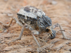 Brachycerus tauriculus