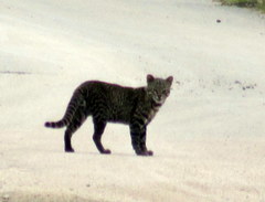 Leopardus geoffroyi
