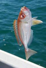 Red Bigeye photo 3