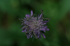 Amblyptilia punctidactyla