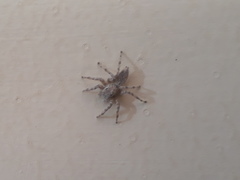 Plexippoides flavescens