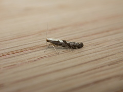 Argyresthia conjugella