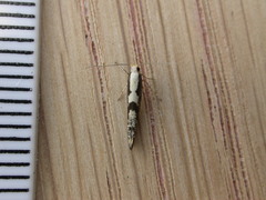 Argyresthia conjugella