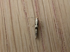 Argyresthia conjugella