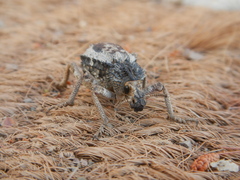 Brachycerus tauriculus