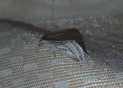 Evergestis desertalis