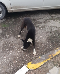 Canis familiaris