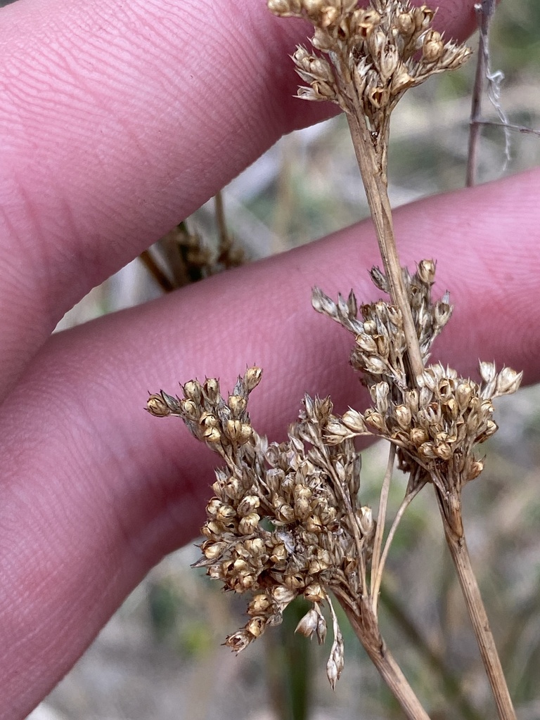 australian rush from Namadgi National Park, Paddys River, ACT, AU on ...