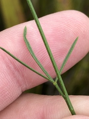 Psoralea oreophila
