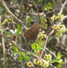 Callophrys henrici