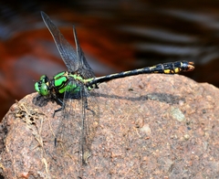 Ophiogomphus mainensis