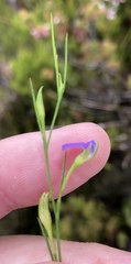 Psoralea oreophila