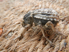 Brachycerus tauriculus