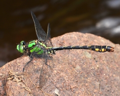 Ophiogomphus mainensis