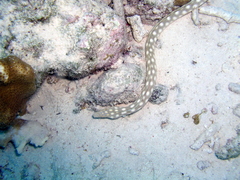 Myrichthys breviceps