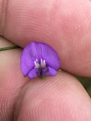 Psoralea oreophila