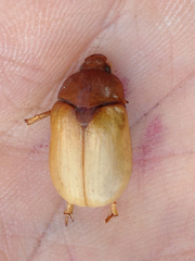 Aulacopalpus pilicollis