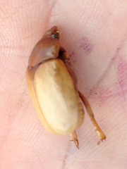 Aulacopalpus pilicollis