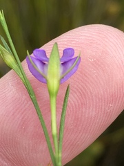 Psoralea oreophila