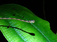 Imantodes lentiferus