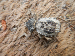 Brachycerus tauriculus