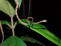 Imantodes lentiferus