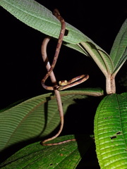 Imantodes lentiferus